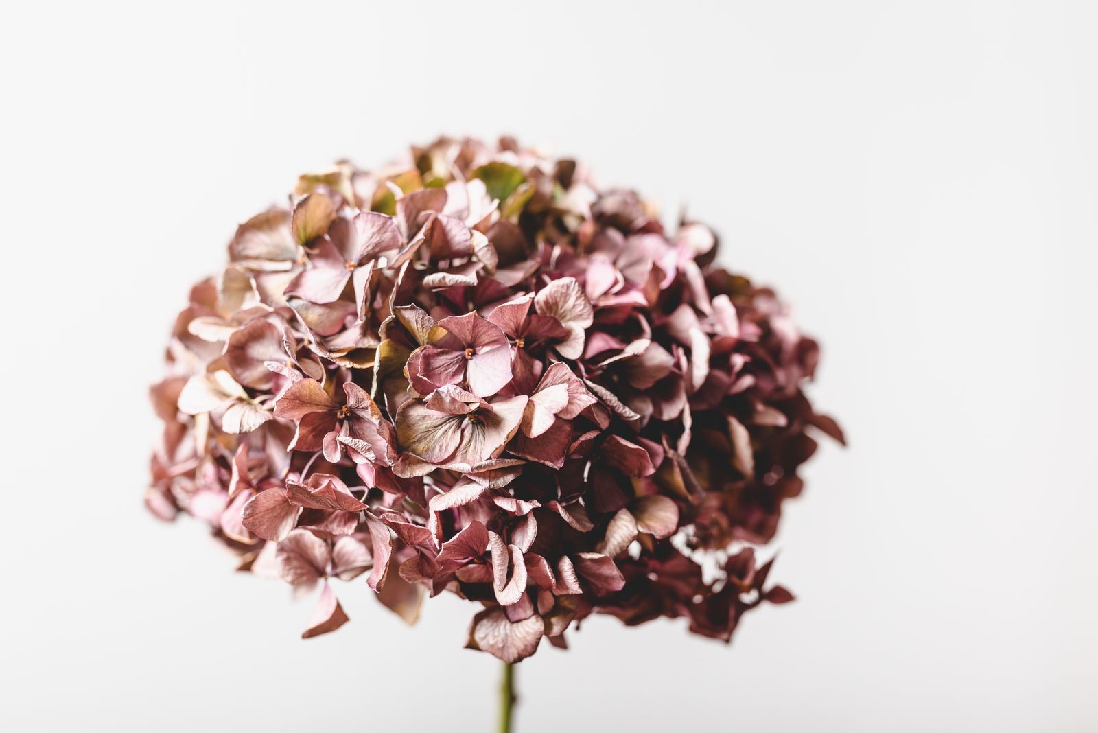 Torkad hortensia i dova rosa toner